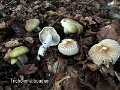 Tricholoma boudieri-amf1862